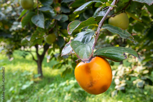 Persimmon of Trabzon (Parad...