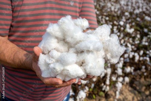 Cotton harvest. A man colle...