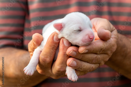 Cute little puppy in the ha...