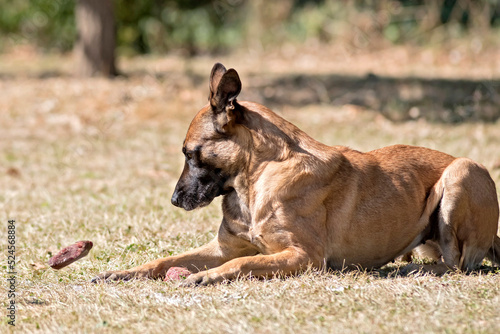 berger belge malinois en ring 