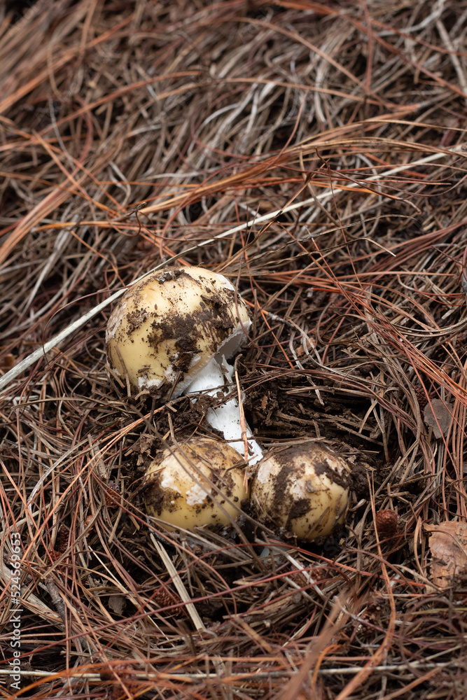 Mushrooms lying over leaf litter Mushrooms lying over leaf litter