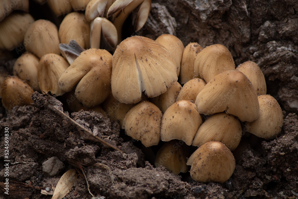 Group of Wild Mushrooms (Agaricaceae) under trunk Group of Wild Mushrooms (Agaricaceae) under trunk