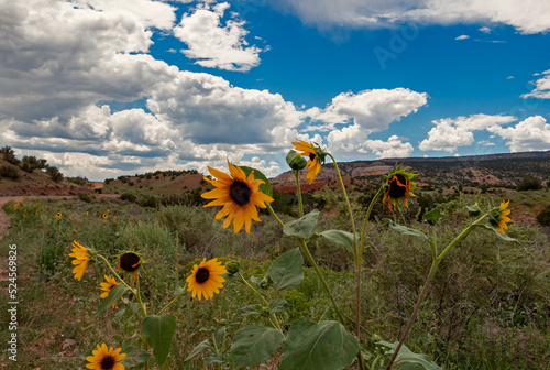 Sunflowers Along  Country Road In New Mexico Near Abiquiu photo