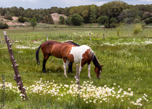 Foto Horses Grazing In A Field With Wild Flowers In New Mexico
