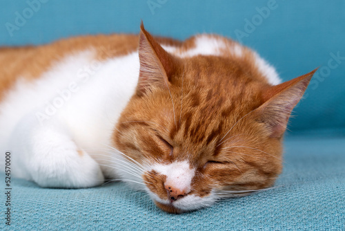 Cute yellow orange cat on t...