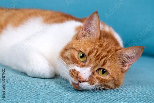 Cute yellow orange cat on t...