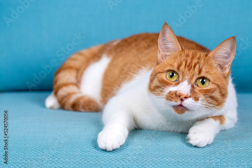 Cute yellow orange cat on t...