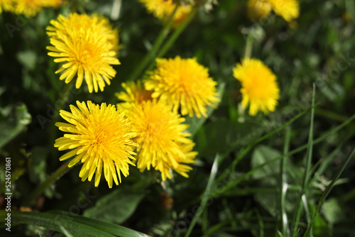 Beautiful bright yellow dandelions in green grass on sunny day, closeup © New Africa