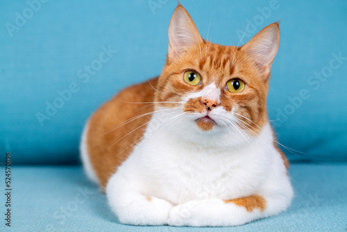 Cute yellow orange cat on t...
