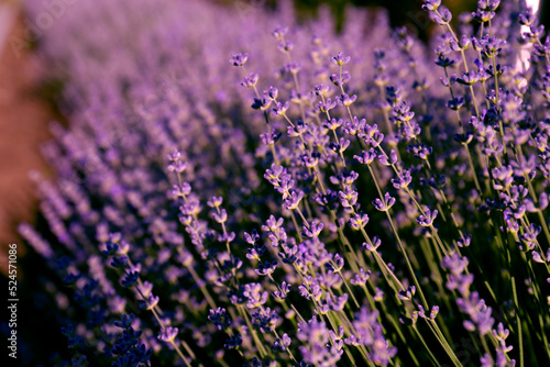 Beautiful lavender flowers growing in field, closeup