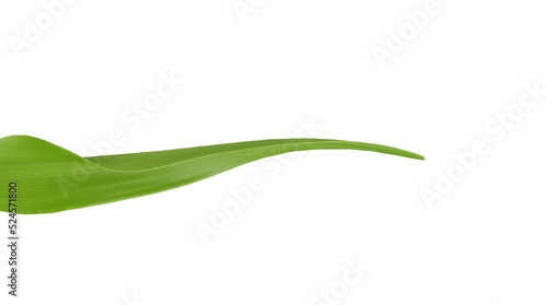 Green tropical leaf on transparent background - PNG format.