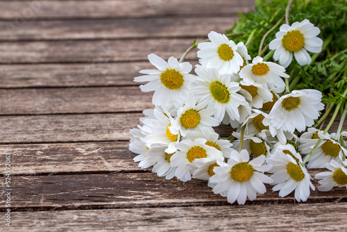 White daisy flower on rustic weathered wooden table. Harvesting bunch of fresh camomile flowers in the garden. Harvest of Organic herbs. © Esin Deniz
