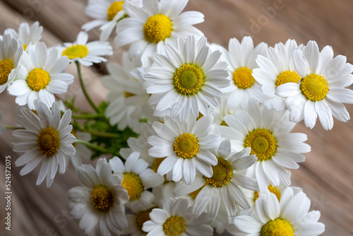 White daisy flower on rustic weathered wooden table. Harvesting bunch of fresh camomile flowers in the garden. Harvest of Organic herbs.