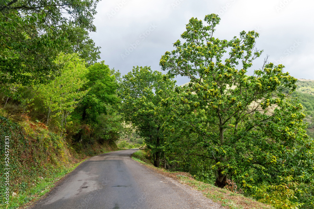 Secondary road with edible chestnut trees and other species on the banks Secondary road with edible chestnut trees and other species on the banks