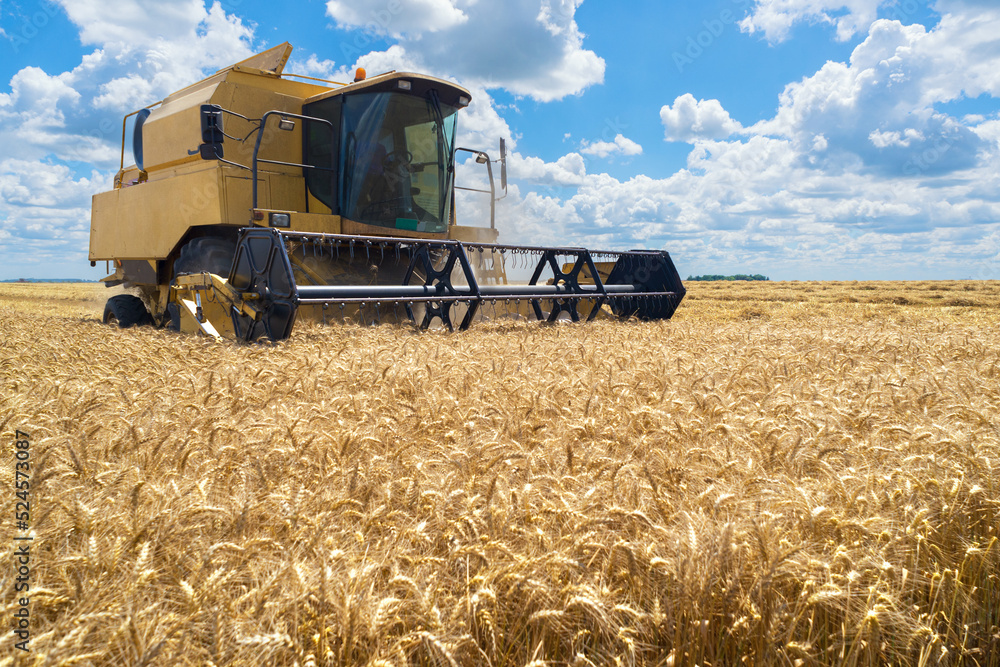 Obraz premium Combine harvester harvesting wheat on a sunny summer day