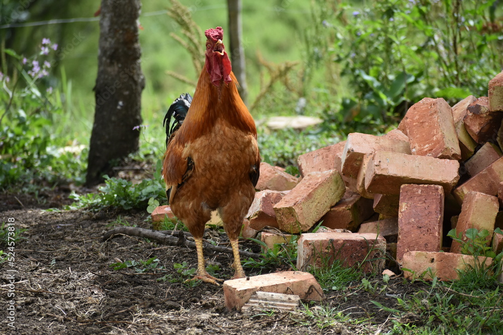 Fototapeta premium rooster in the farm