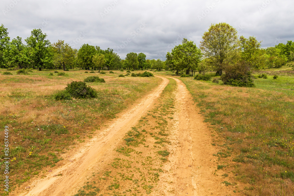 Beautiful curved dirt road in spring forest of oaks and other species
