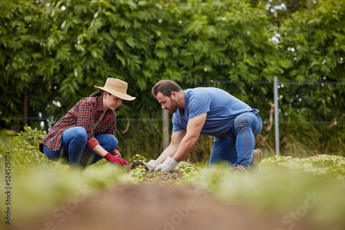 Sustainability farmers planting green plants in earth or soil on agriculture farm  countryside field or nature land. Couple  man and woman or garden workers with growth mindset for environment growth