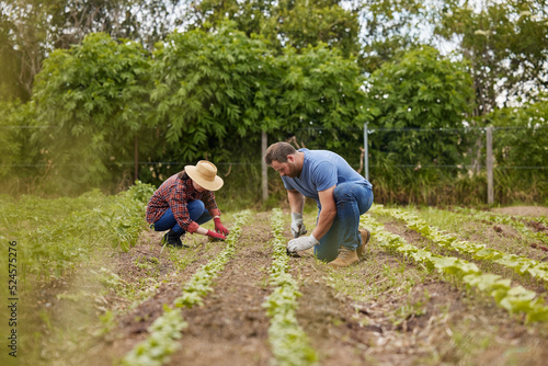 Farmer couple working together planting organic vegetable crops on a sustainable farm and enjoying agriculture. Farmers or nature activists outdoors on farmland harvesting in a garden