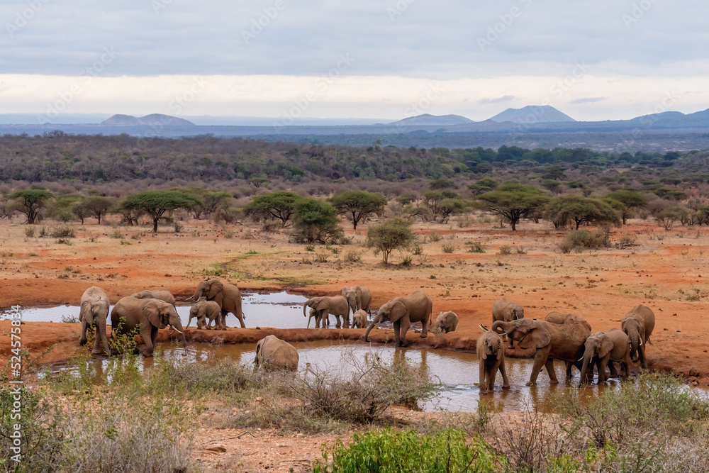 herd of African elephants together having water at Amboseli national park Kenya