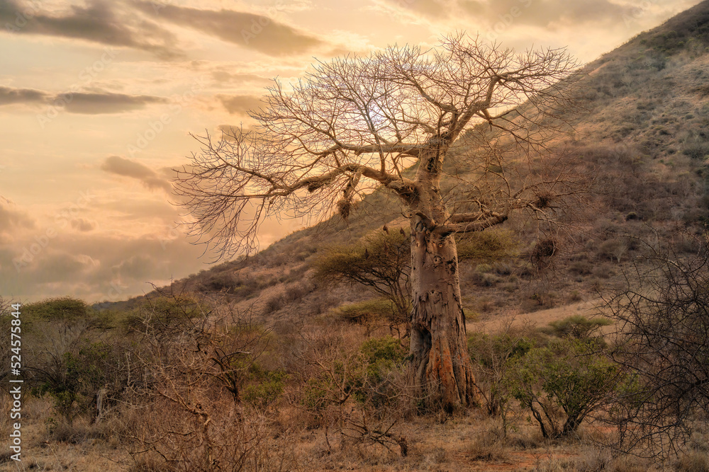 africa local tree of baobab tree at Tsavo east national park Kenya africa local tree of baobab tree at Tsavo east national park Kenya