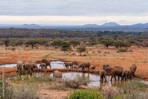 herd of African elephants together having water at Amboseli national park Kenya © Mongkolchon