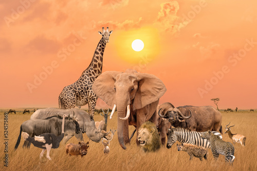 Group of safari African wild animals stand together in savanna grassland with background of sunset sky