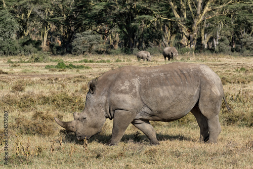 wild rhino walking and eating grass in grassland at Lake Nakuru