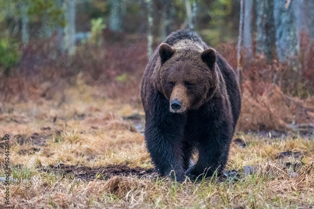 Large brown bear walking in a forest clearing, surrounded by autumn foliage and tall trees. Large brown bear walking in a forest clearing, surrounded by autumn foliage and tall trees.