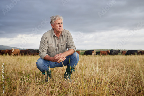 Fotografie, Obraz Thinking, serious and professional farmer on a field with herd of cows and calves in a open nature grass field outside on cattle farm