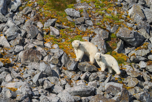 Two polar bears standing on rocky terrain in Svalbard, showcasing the rugged Arctic wilderness. photo