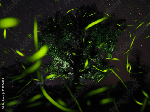 Enchanting scene of fireflies glowing near a tree under a starry night sky with streaking star trails.