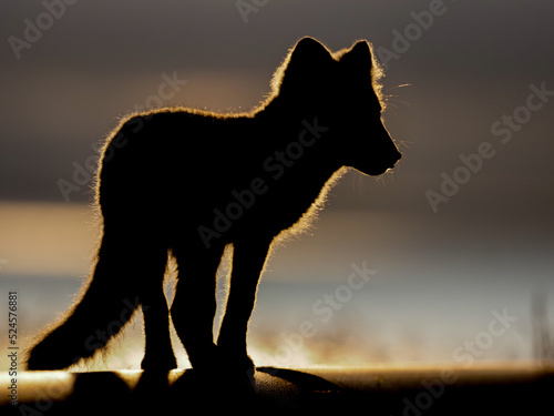 Silhouette of a polar fox standing in dramatic lighting at sunset, with soft backlight highlighting its fur, captured in Svalbard, Spitsbergen.
