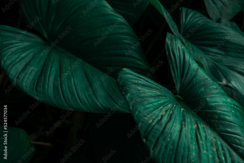 Nature Background Homalomena leaf Stock Photo | Adobe Stock