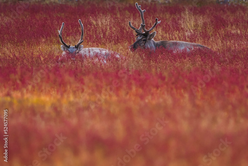 Two reindeer with antlers rest in a vibrant red and orange autumn tundra, blending into the stunning seasonal landscape.