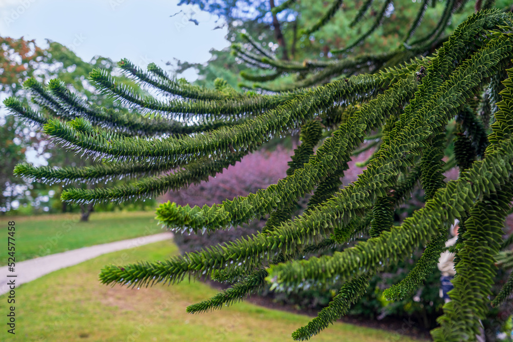 Fototapeta premium バンクーバー、バンデューセン植物園のナンヨウスギ