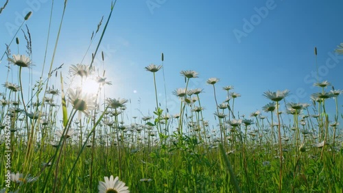 Chamomile flowers field meadow in sunset lights. Aromatic european plant of the daisy family. Low angle view.