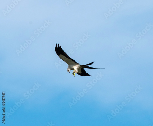 swallowtail kite & snake © Erika