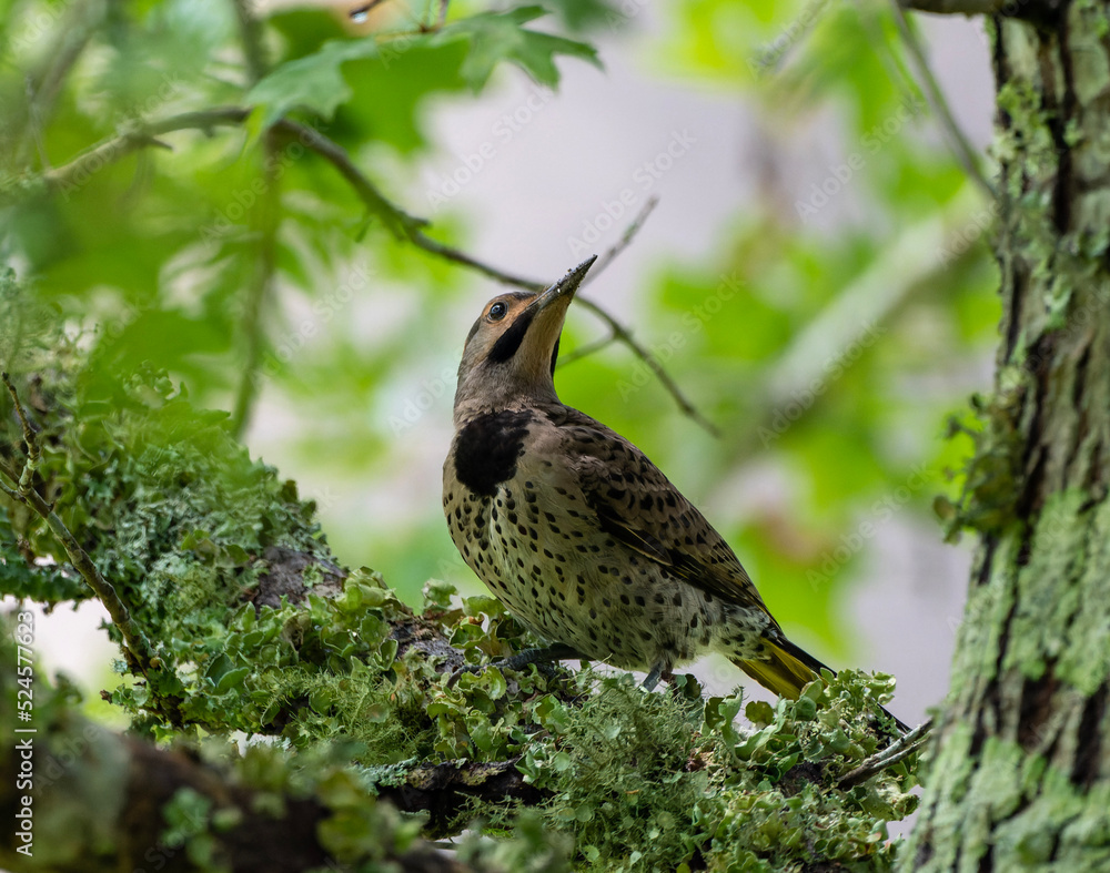 Fototapeta premium northern flicker