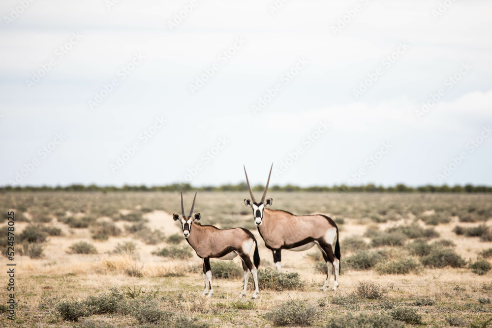two oryx on safari in africa two oryx on safari in africa