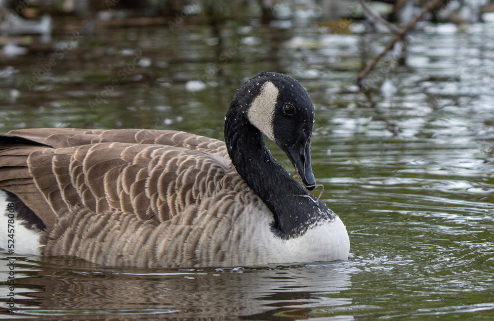 Fototapeta premium country goose swimming