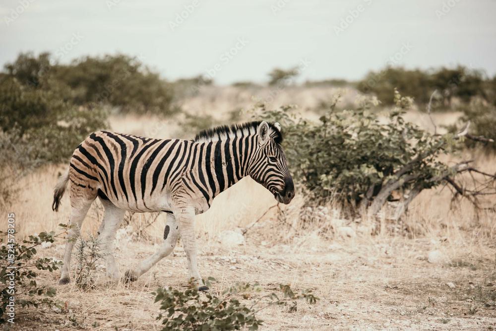 zebras in the savannah on safari zebras in the savannah on safari