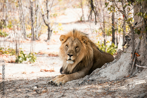 wild male lion on safari in Africa