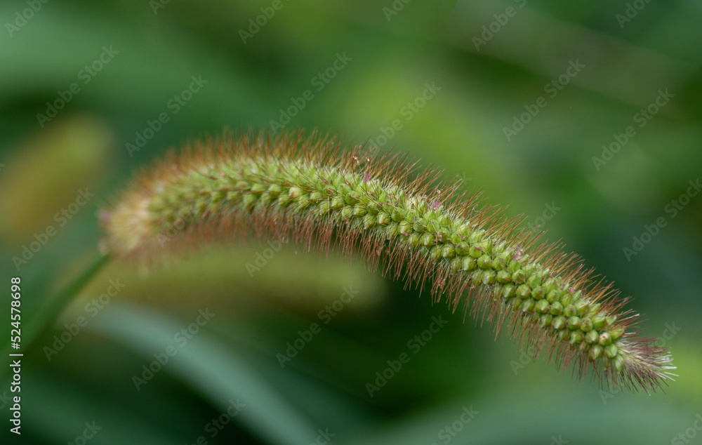 plant plant