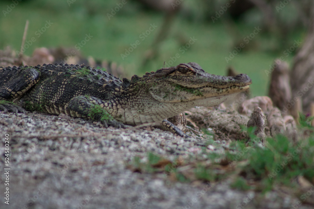 juvenile alligator up close juvenile alligator up close