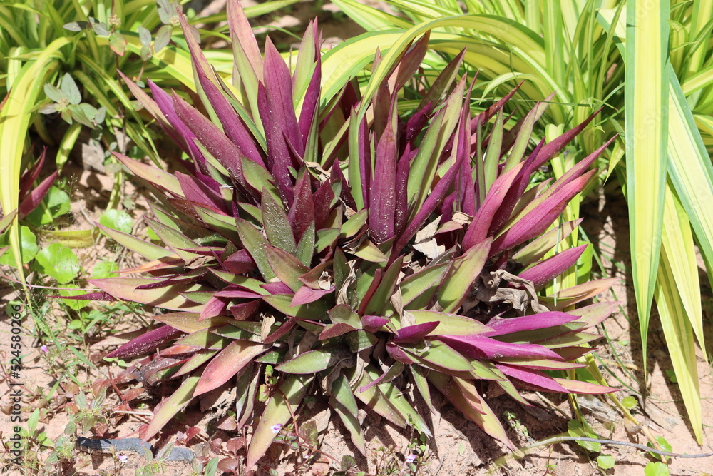 Obraz premium Cambodia. Tradescantia spathacea, the oyster plant, boatlily or Moses-in-the-cradle, is a herb in the Commelinaceae family first described in 1788.