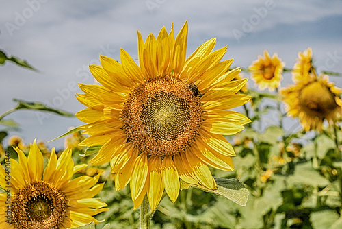 detailed closeup of large yellow sunflower in a field
