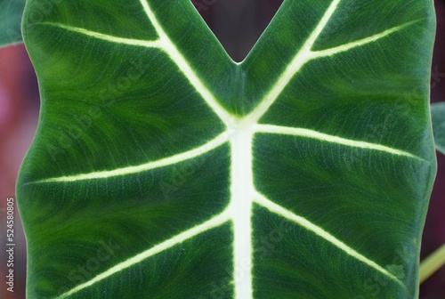 Closeup of the beautiful dark green and velvety leaves of Alocasia Frydek