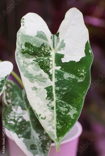 A white and green marbled leaf of Alocasia Frydek variegated plant