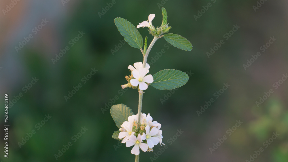 Fototapeta premium flor blanca, hojas verdes, 